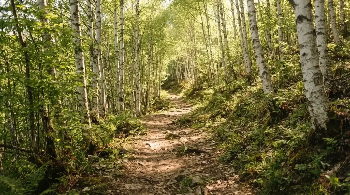 Ein Wanderweg führt zwischen hellen Birken bergauf, Sonnenstrahlen fallen durch das Laub auf den Boden.