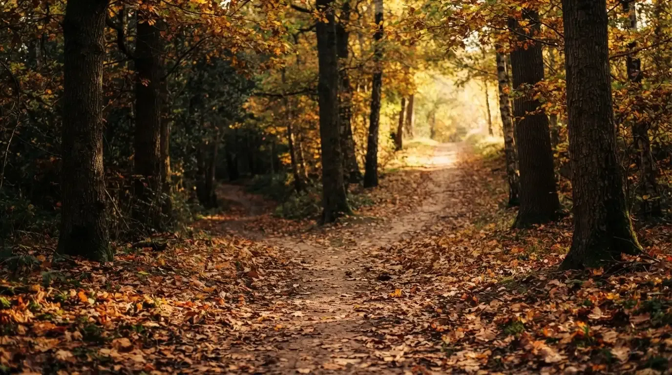 Eine Wegkreuzung im Wald, an der sich zwei Pfade im Herbstlicht gabeln, Laub bedeckt den Boden.